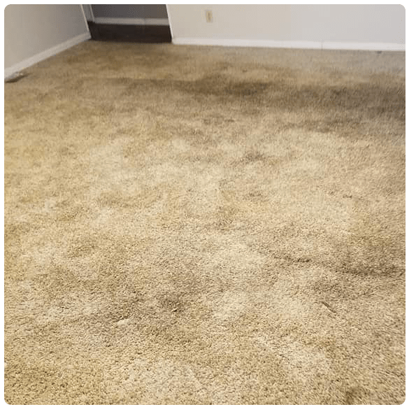 Carpet Cleaning Mawson Lakes